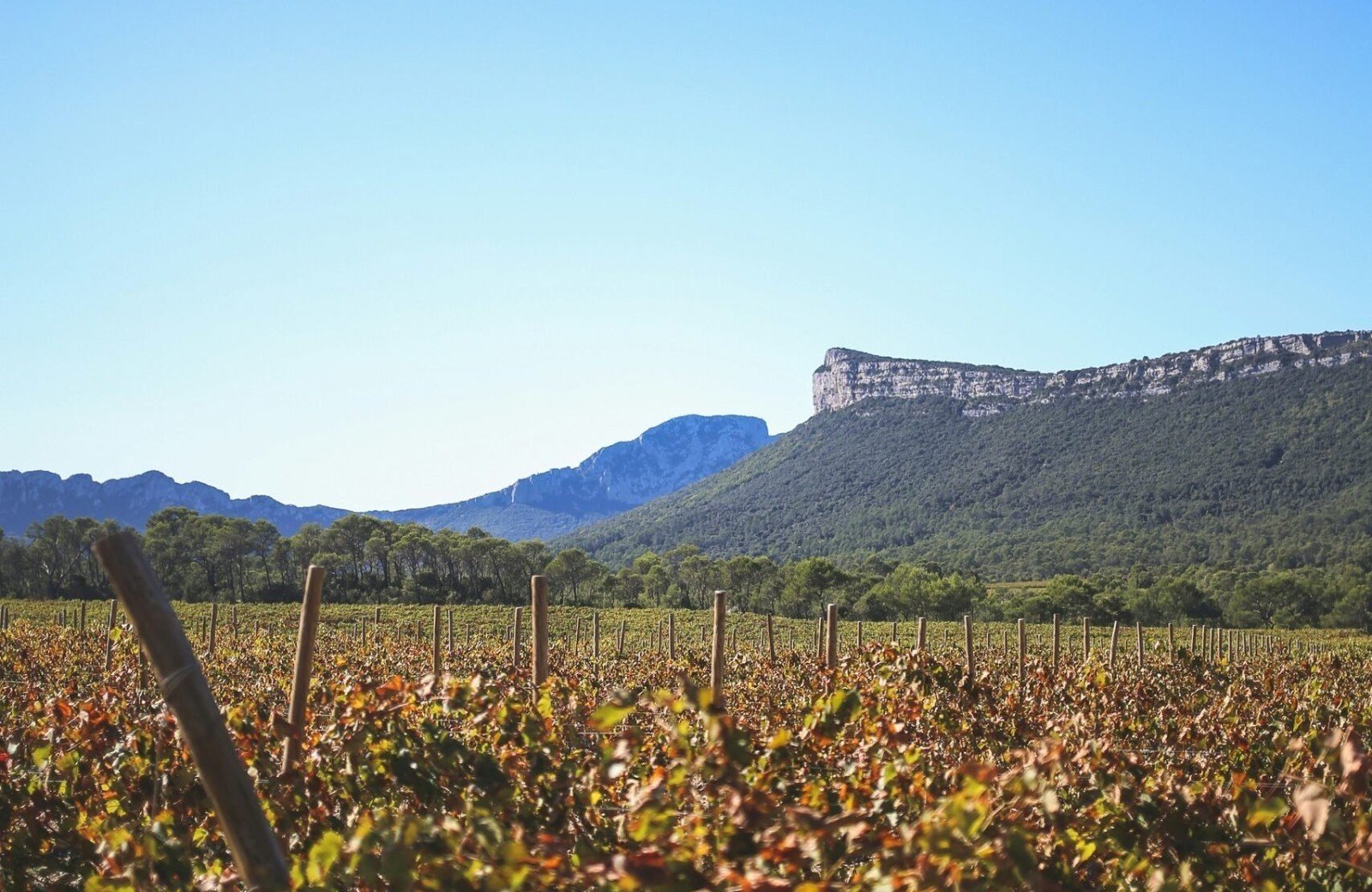 Wijn en wandelen Pic Saint-Loup